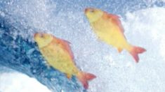 魚の話ー偉大なテラピアのお母さん