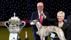 世界最大の英ドッグショー、今年はホイッペット犬が優勝