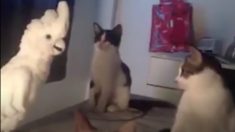 ネコの鳴き声をまねるオウム