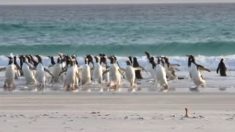 砂浜に「黒いあいつ」が現れ　ペンギンたちの必死の逃走が始まる