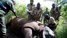 ケニアでサイの耳にマーク付け、保護活動の一環で