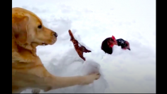 雪に埋もれたニワトリを救った、おりこうな犬