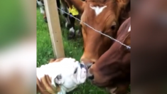 ブルドッグと牛の友情が生まれる瞬間