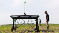 焦点：農業にもＡＩ旋風、除草ロボが巨大農薬市場を一変か