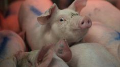 メキシコ、米国からの豚肉に20％の関税適用へ＝関係筋