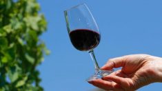 気候変動で欧州北部のワイン生産急増、ベルギーは10年で4倍に