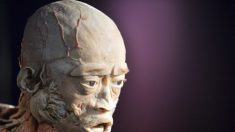 【英国】展示会の人体標本に中国共産党「オンデマンド殺人」犠牲者の疑い