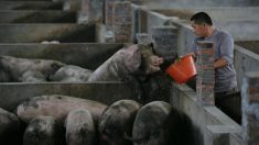 アフリカ豚コレラ、中国で感染拡大　東南アジアへの拡散が懸念される