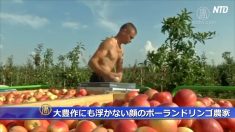 【動画ニュース】大豊作にも浮かない顔のポーランドリンゴ農家　中国の市場独占を懸念