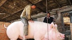 「不幸な星の元に生まれた」900キロの豚に買い手なく…中国遼寧省