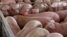 【動画ニュース】台湾がすべての肉製品の持ち込みを禁止　罰金も引き上げへ