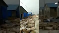 【動画ニュース】中国のアフリカ豚コレラは制御不能な状況に　街中に豚の死骸放置