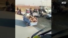 【動画ニュース】中国闇市で病死した豚を取引＝アフリカ豚コレラ