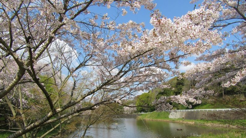 【散歩道で見た花や風景】立田山自然公園（熊本市）