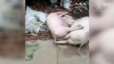 【動画ニュース】至る所に豚の死骸 広東省でアフリカ豚コレラ蔓延