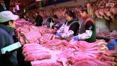 【動画ニュース】中国当局が豚肉増産を呼びかけるも「誰も従いたくない」