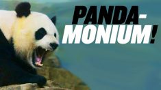 パンダが中国に帰る？中国の重大なニュースを集めました【チャイナ・アンセンサード】PANDA-monium at Chinese Zoo
