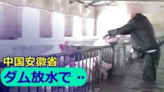 安徽省でダム300基が放水 下流の村が水没