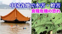 中国で大量のイナゴが発生 食糧危機の恐れ【禁聞】