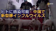 ヒトに感染可能 中国で新型豚インフルウイルス発見