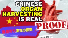 中国での臓器狩は実在する！6つの事実から検証する【チャイナ・アンセンサード】