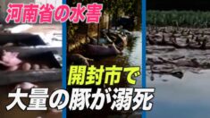 河南省開封市で大量の豚が溺死 「悪臭で息もできない」