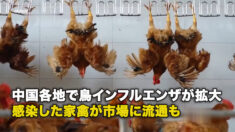 中国各地で鳥インフルエンザが拡大 感染した家禽が市場に流通も