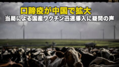口蹄疫が中国で拡大 当局による国産ワクチン迅速導入に疑問の声